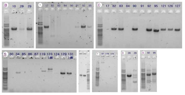 Beta-glucosidase 부분 서열 증폭 결과