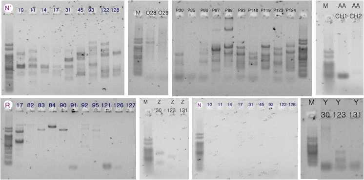 Xylanase 부분 서열 증폭 결과