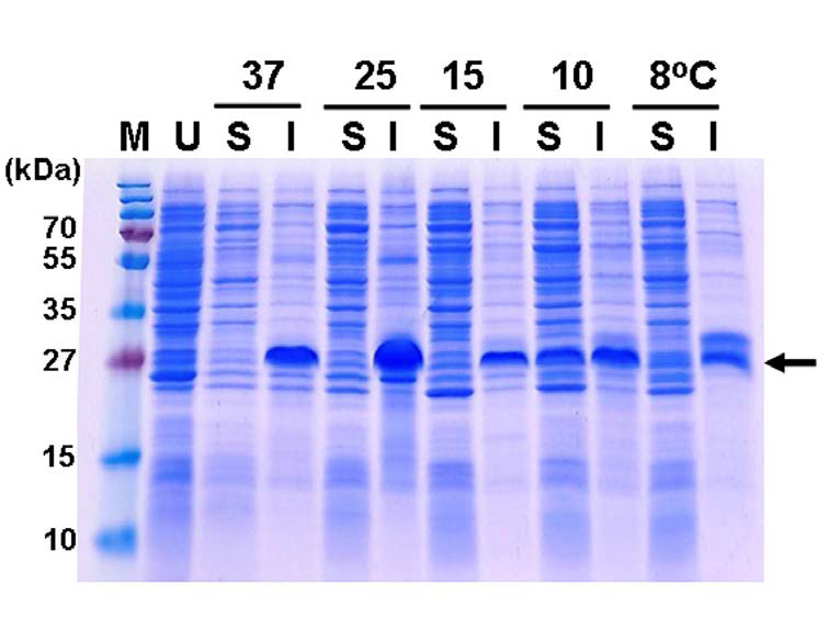 SDS-PAGE analysis of the expressed cellulase collected from the E. coli grown at different temperature (8-37℃) after IPTG induction. Arrow represents the expressed cellulase. U denotes the uninduced lysate. Soluble (S) and insoluble (I) fractions were prepared by cell lysis with BugBuster master mix solution (Novagen)