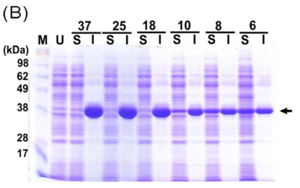 SDS-PAGE analysis of the expressed mannanase collected from the E. coli grown at different temperature (6-37℃) after IPTG induction. Arrow represents the expressed cellulase. U denotes the uninduced lysate. Soluble (S) and insoluble (I) fractions were prepared by cell lysis with BugBuster master mix solution (Novagen). Fig. 9. SDS-PAGE analysis of the expressed mannanase collected from the E. coli grown at different temperature (6-37℃) after IPTG induction. Arrow represents the expressed cellulase. U denotes the uninduced lysate. Soluble (S) and insoluble (I) fractions were prepared by cell lysis with BugBuster master mix solution (Novagen)