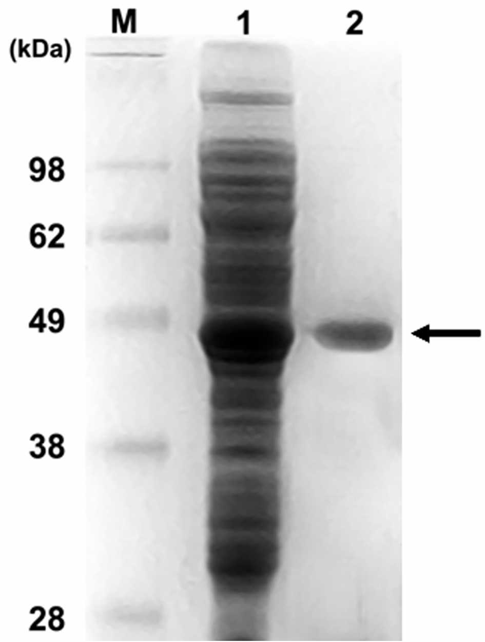 SDS-PAGE analysis of the expressed laminarinase Arrow represents the expressed laminarinase. 1 : crude extract after IPTG induction, 2: purified laminarinase
