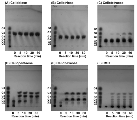 셀룰라아제에 의한 다양한 탄수화물의 가수분해 산물을 박막크로마토그래피로 분석한 결과; 셀로비오스(2개의 글루코오스(G)로 구성된 이당류). 셀로트리오스(G3), 셀로테트라오스(G4), 셀로펜타오스(G5), 셀로헥사오스(G6), 카르복시메틸 셀룰로오스(CMC)