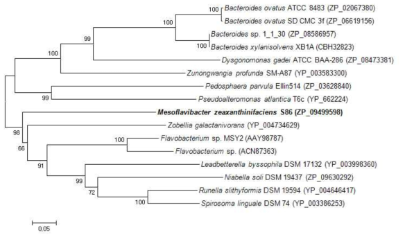 Mesoflavibacter zeaxanthinifaciens S86의 xylanase의 다른 종들의 xylanase의 아미노산 계통분석