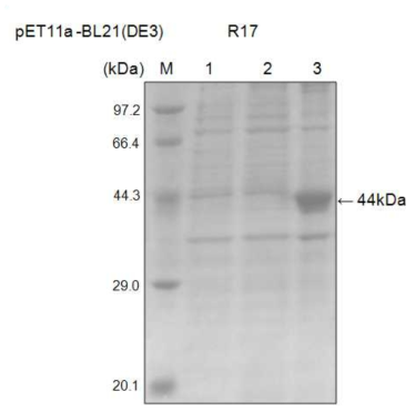 E. coli BL21(DE3)에서 Mesoflavibacter zeaxanthinifaciens S86의 xylanase 발현 유도