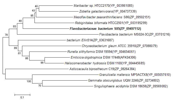 Flavobacteriaceae bacterium S85의 acetylated xylanase의 다른 종들의 xylanase의 아미노산 계통분석
