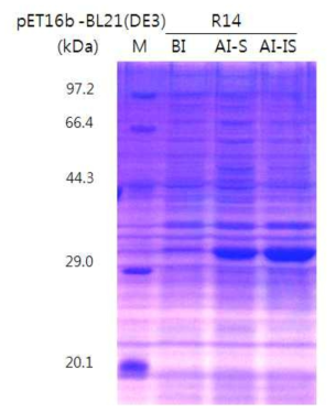 E. coli BL21(DE3)에서 Mesoflavibacter zeaxanthinifaciens S86의 xylanase 발현 유도