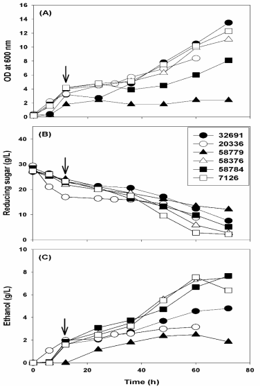 효모균주선별을 위한 Bottle culture. (A) Cell growth, (B) residual reducing sugar, (C) ethanol production. Yeast strains used in this study are described in panel (B). (화살표는 screw cap을 사용하여 입구를 완전히 닫아 공기공급을 차단한 시간을 나타낸다.)