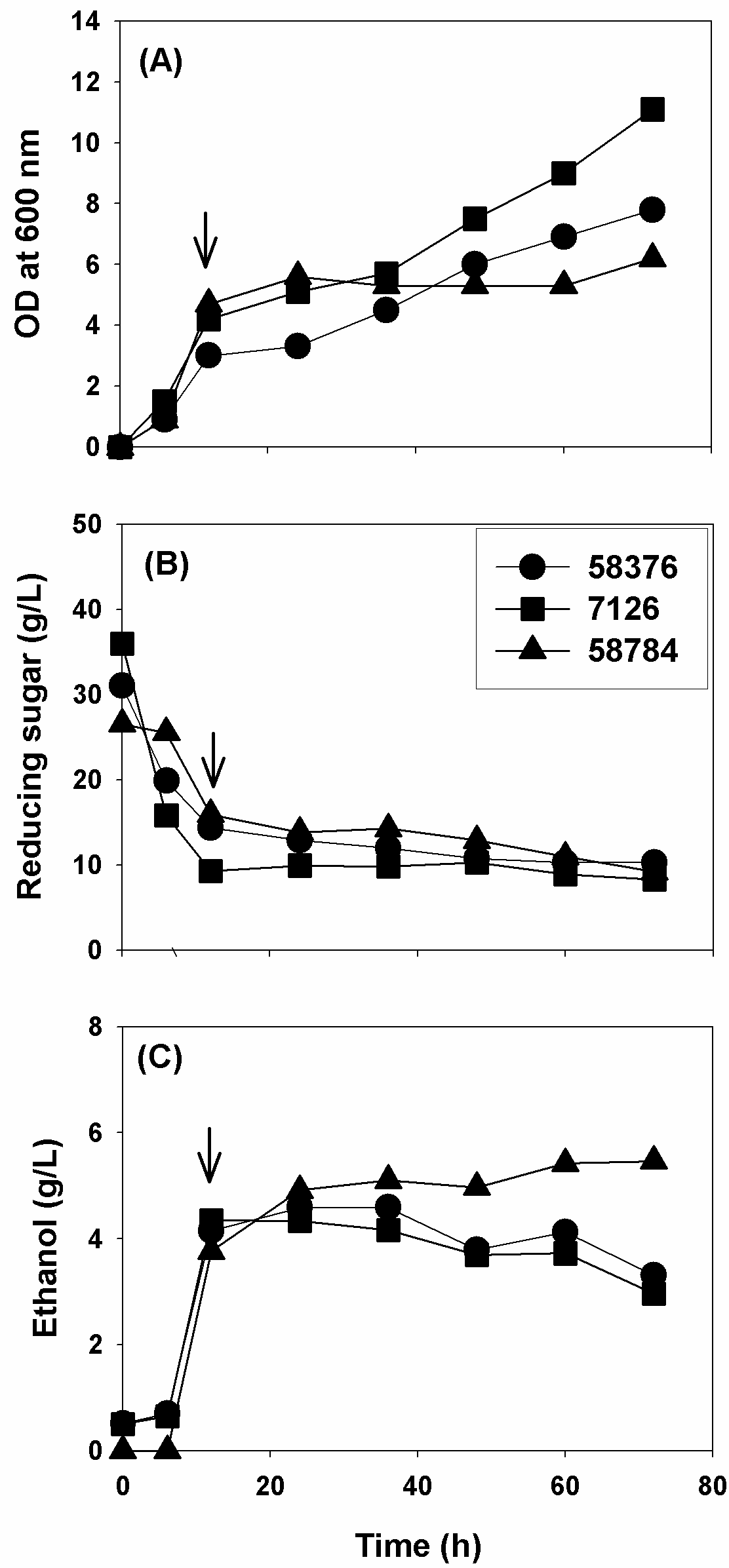 모자반 가수분해물을 이용한 58376, 7126, 58784의 Bottle culture. (A) cell growth, (B) residual reducing sugar, (C) ethanol production