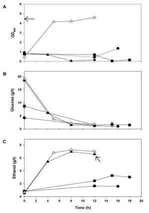 DEAE corncob에 고정화시킨 효모의 배지 순환을 통한 배양. (A) 세포 성장 곡선 (B) 환원당 소비 (C) 에탄올 생산; 초기 glucose 양(●)5 g/l (■)10 g/l (▲) 20 g/l, (△) 고정화 하지 않은 효모의 flask culture