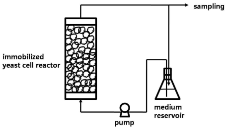 고정화된 yeast의 배지 재순환을 이용한 bioethanol 생산 모식도