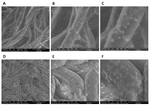 고정화된 효모세포의 전자현미경. (A)(B)(C); DEAE-cotton, (D)(E)(F); DEAE-cellulose. (A)(D); 400x, (B)(E); 1,400x, (C)(F); 3000x