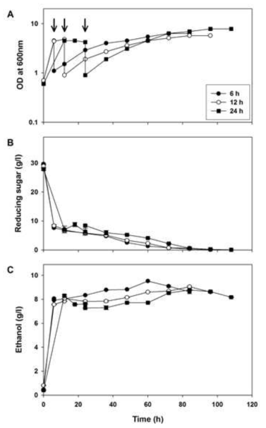 S. cerevisiae와 P. stipitis의 동시 배양에 따른 glucose 및 xylose 기반 에탄올 생산능 및 환원당 변화 분석