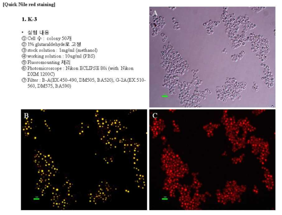 Images of K-3 cells. A) no filter, b) B-A, C) G-2A
