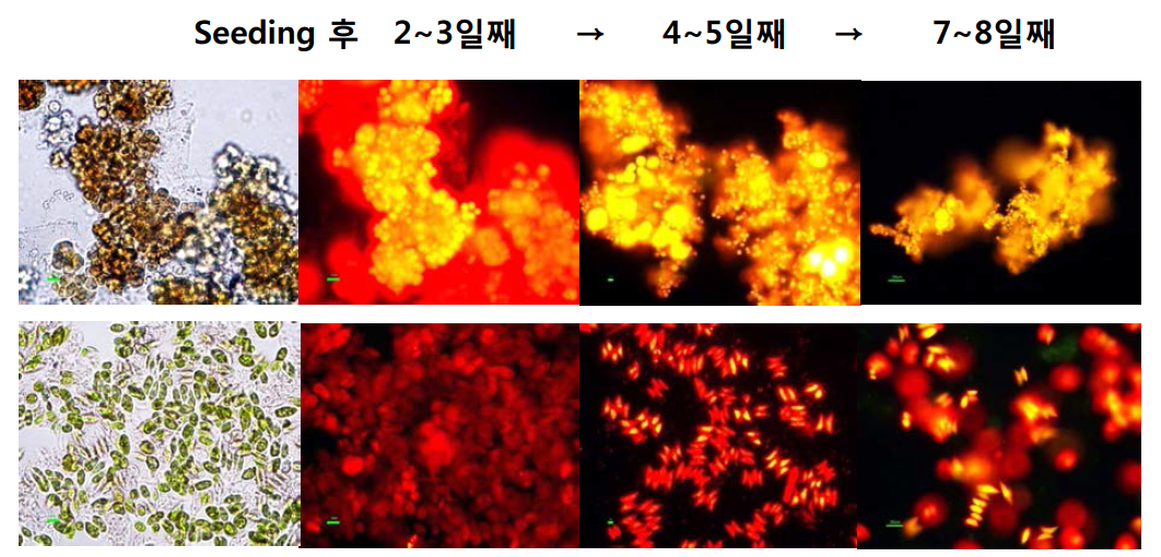 배지의 영양상태에 따른 날짜별 지질함유량 변화 측정 사진 상: Rhodopirellula, 하: Scenedesmus