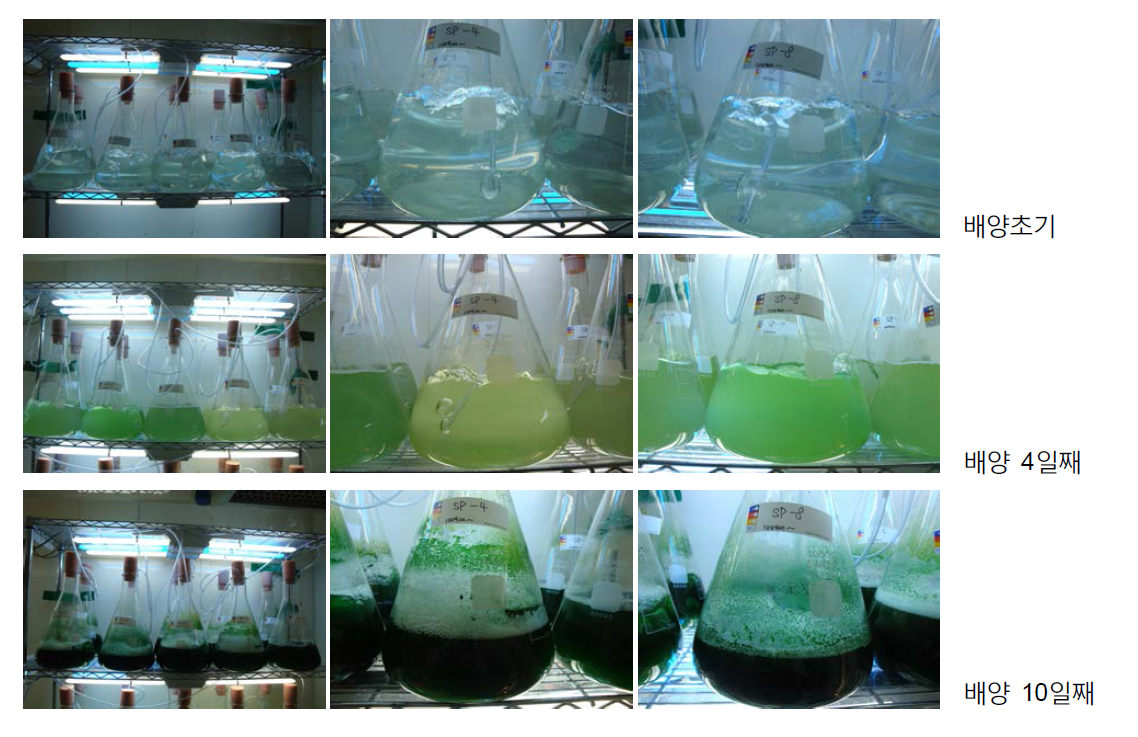 Spirulina platensis의 배양주기별 biomass 성장사진