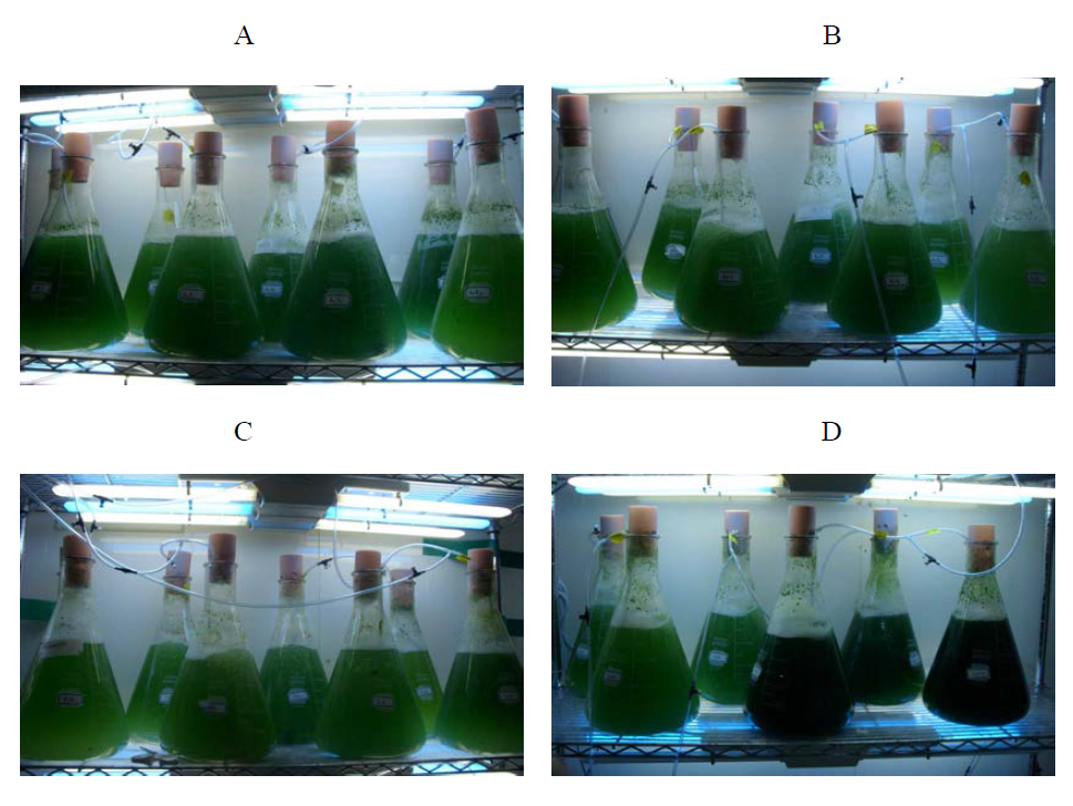 각 조건별 Spirulina maxima의 배양 사진. A 실험구: 염분농도 20 psu, B 실험구: 염분농도 30 psu, C 실험구: 염분농도 40 psu, D 실험구: 대조구(SOT)