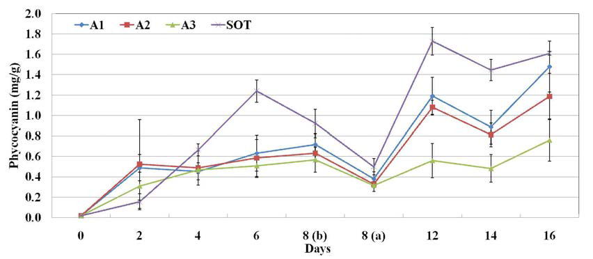 A 실험구의 피코시아닌 함량의 변화