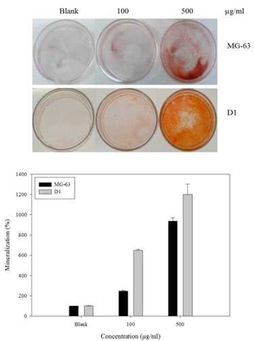 정제된 peptide가 세포의 mineralization에 미치는 효과