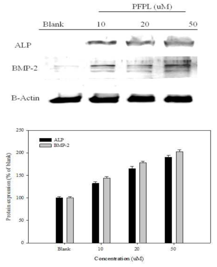 골형성에 관여하는 ALP, BMP-2 단백질의 발현량 검색