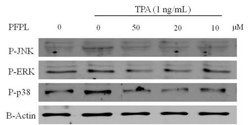 펩타이드에 의한 조골세포의 P-JNK, P-P38 단백질의 발현량 분석