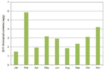 2011년도 채집한 구멍갈파래의 chlorophyll 함량 변화