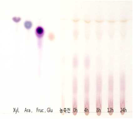 모자반 가수분해물 배양한 배양액의 TLC