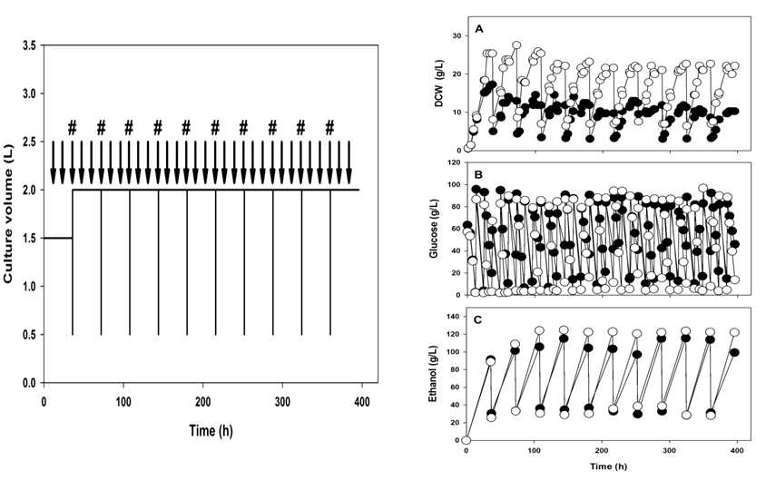 fed-batch ethanol 발효 동안의 부피 변화 및 오랜 시간 반복된 fed-batch ethanol 발효. (#을 가진 화살표는 배지의 회수와 충전이 이루어진 곳이며, #이 없는 화살표는 glucose powder feeding 한 곳임을 보여줌. A Dry cell weight, B glucose 농도, C Ethanol 측정. aeration rate 0.33 vvm 으로 발효 (○), 0 vvm으로 발효 (●) )