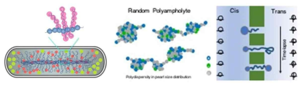 Bacterial chromosome and polyampholytes