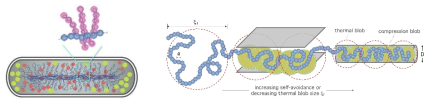 Bacterial chromosome and self-avoidance