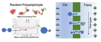 Polyampholyte and its translocation