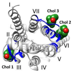 Cholesterol binding site on the adenosine receptor