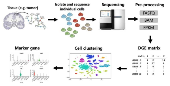 Single cell transcriptome data analysis process