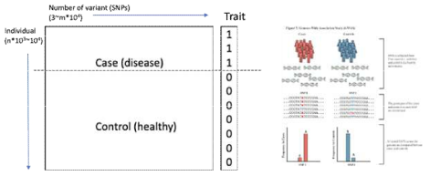 Genome-wide association study(GWAS)