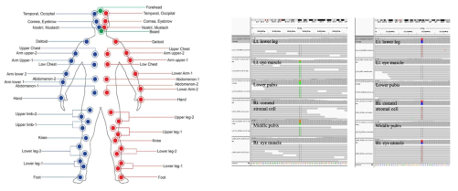 Detecting somatic mutations in the early stages of development through analysis of genomic data by body part