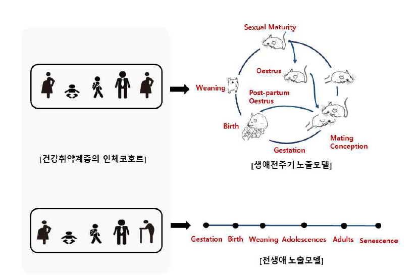 생활환경 유해인자의 복합노출을 위한 생애전주기·전생애 노출 동물모델