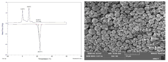 DSC 분석(좌) 및 SEM 분석(우) 결과