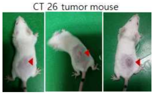 대장암 세포(2X106 cells)를 배양하여 종양 모델을 제작