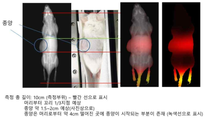 종양 모델 이용. X-ray와 XIS MPI 영상 정합