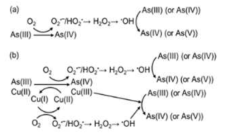 As photooxidation mechanism (In-situ OH 라디칼 생성