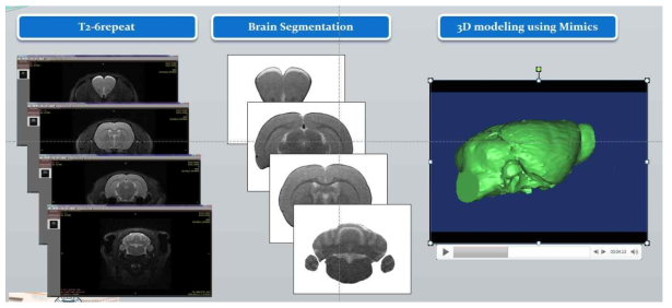 각 슬라이드에 대한 Brain segmentation(manual) 및 MRI 영상기반 쥐 뇌의 3D model 확보