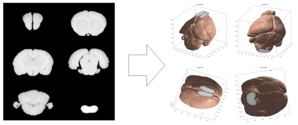 쥐 뇌 절편 입력 영상 (100번째, 200번째, 400번째, 500번째, 600번째 영상) 우) 쥐 뇌 절편을 이용한 3차원으로 복원한 쥐 뇌 영상