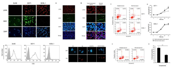 rat primary cortical neuon 배양 모델에서 Aβ1–42-induced ROS를 측정하였음. 통계적으로 의미있는 증가를 보였으며, 이렇게 확립된 모델을 이용하여 신경성장인자 NRG1의 ROS억제 효과를 검증한 결과임