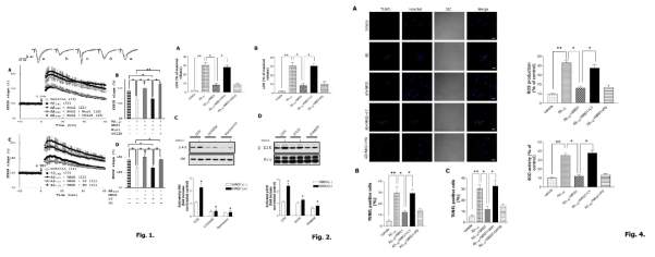 Aβ1–42, Aβ1–42+NRG1, Aβ1–42+NRG1+LY-294002, and Aβ1–42+NRG1+PD98059-treated cells: 9.67 ± 0.88%, 43.00 ± 2.89%, 16.00 ± 2.08%, 37.33 ± 3.93%, and 16.67 ± 2.91% of the total cells (n=10), 통계적인 분석 결과