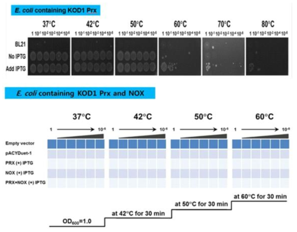 온도에 변화에 따른 형질전환된 E. coli 생존 유무 확인