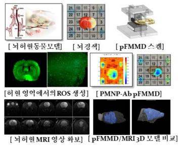 동일 동물모델의 3D MRI 영상을 획득한 후, 2D FMMD 3D 영상과 비교 분석