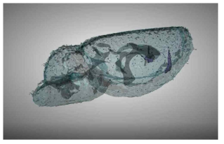 3D micro x-ray /CT 영상 자료