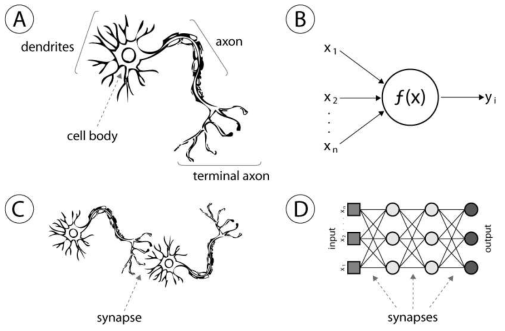 인간의 뉴런 구조와 이를 Graphical Network로 치환한 인공 신경망 (출처 : Aritificial Neural Networks - Architectues and Applications)