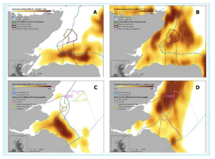 스코틀랜드 동부해안의 해상풍력과 조업활동의 상충 현황 (A&C: 랍스터, B&D: 가리비) 자료: Kafas (2017)
