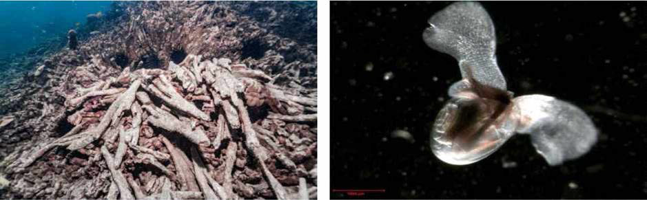 해양산성화로 인한 산호초 및 해양생물의 피해