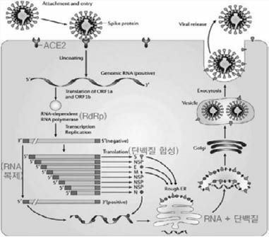 코로나 바이러스 발병 기전 출처 : 한국보건산업진흥원, 「코로나19 대응을 위한 국내외 치료제 및 백신 개발 현황과 과제」, 2020.5.15